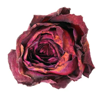 Red Dry Rose